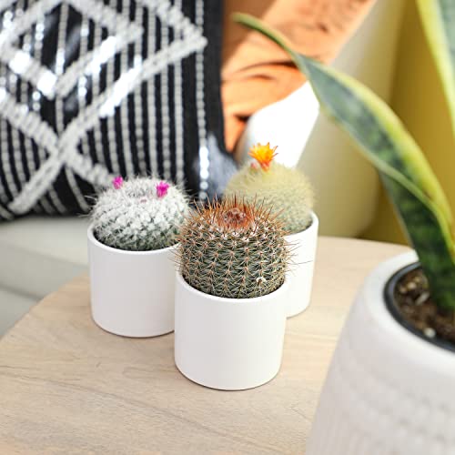 Assorted Cactus Plants Live Succulents (3 Pack) X1363