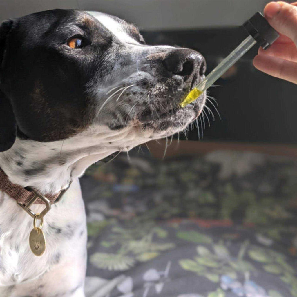 Calm Dog P818